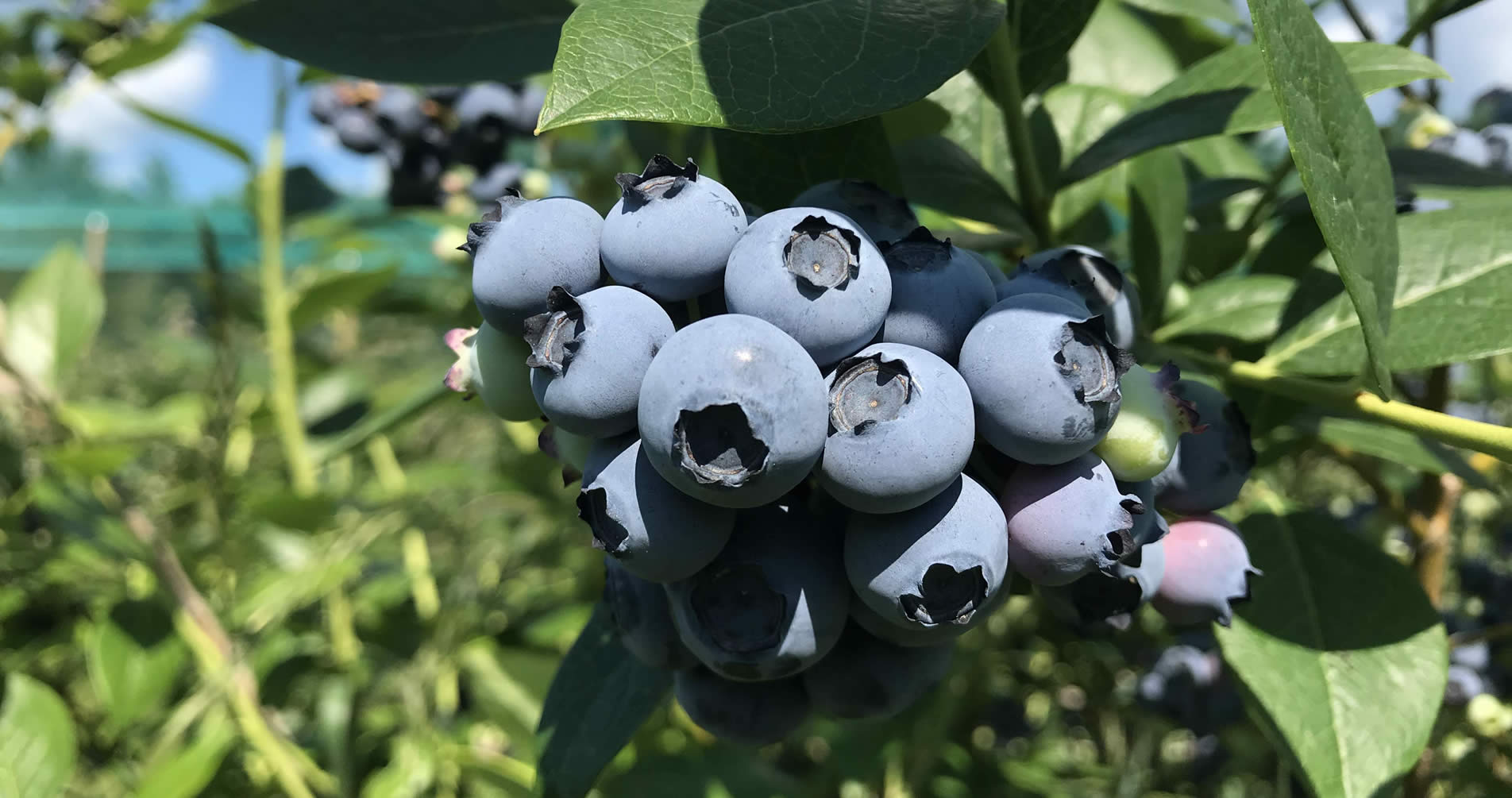 Pick Your
Own
Blueberries